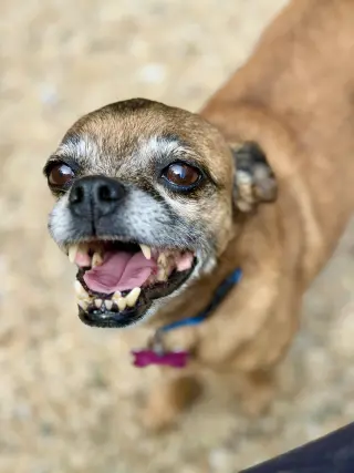 Lulu