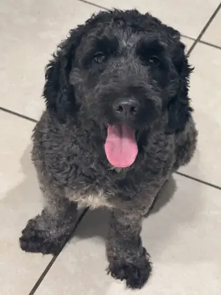 Remi