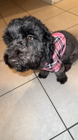 Remi