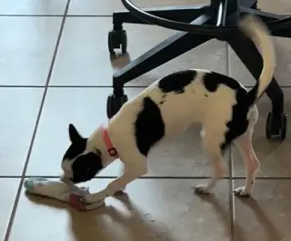 Luna Chi