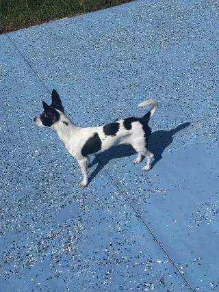 Luna Chi