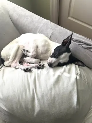 Luna Chi