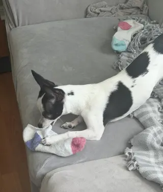 Luna Chi