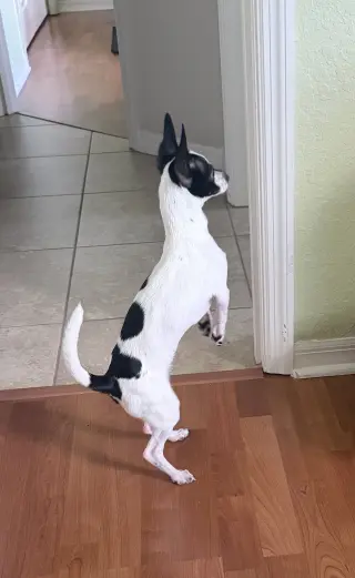 Luna Chi