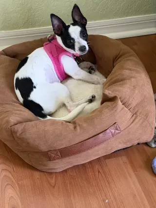 Luna Chi