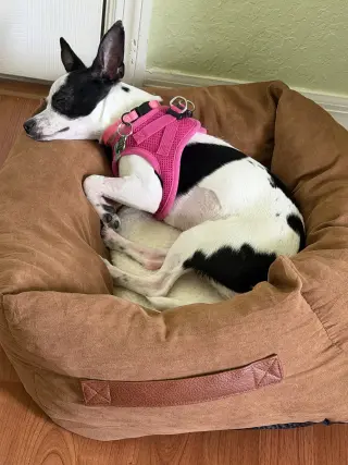 Luna Chi
