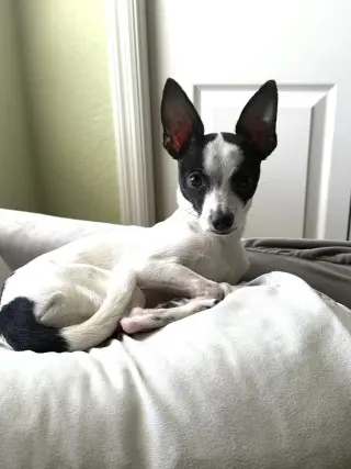 Luna Chi