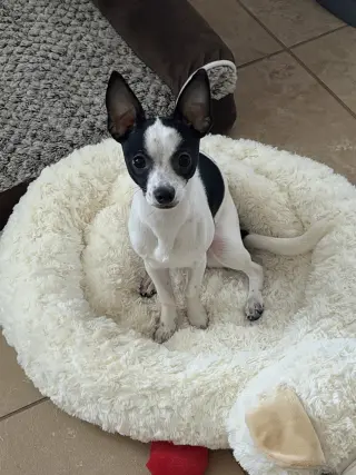 Luna Chi