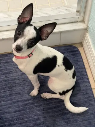 Luna Chi