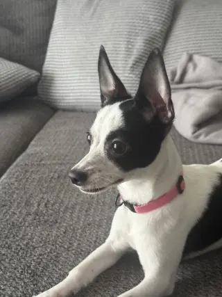 Luna Chi