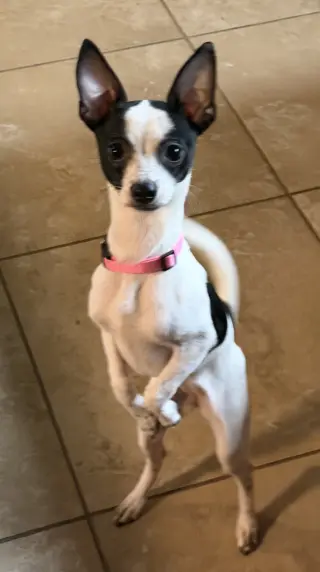 Luna Chi