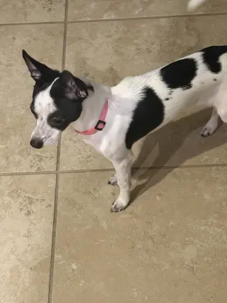 Luna Chi