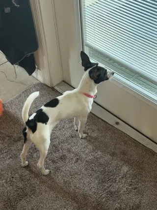Luna Chi