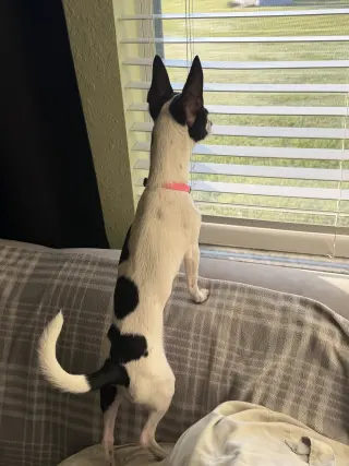 Luna Chi