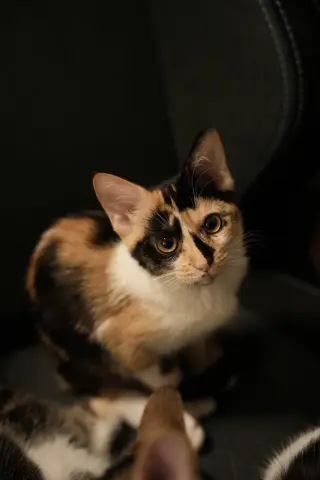 Delphine