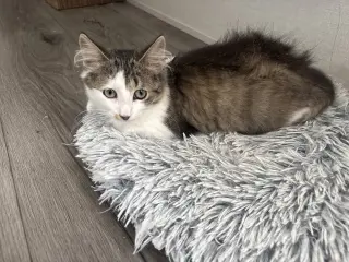 Shrimp