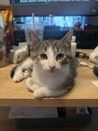 Squeak