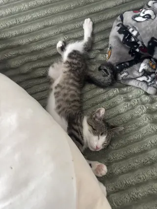 Squeak