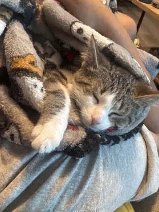 Squeak
