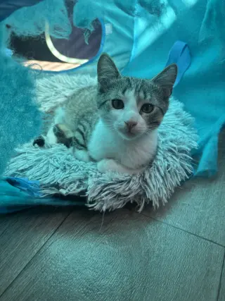Squeak