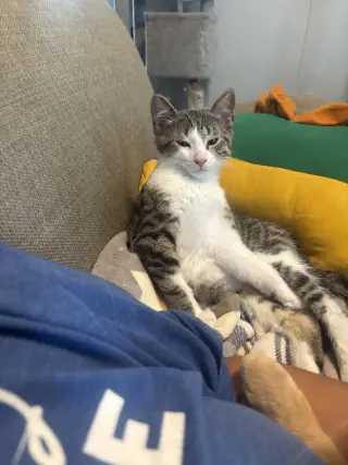 Squeak