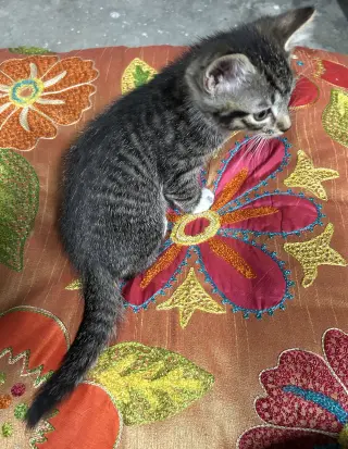 Barney