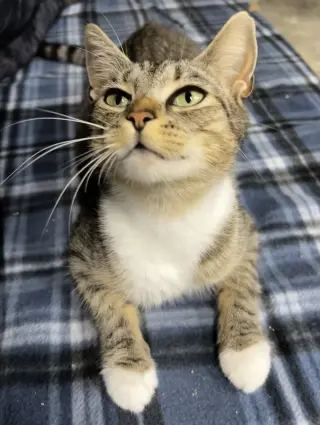Stella