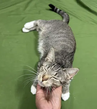 Stella