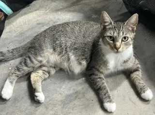 Stella