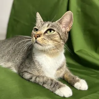 Stella