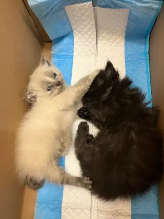 Yang bonded w/Yin