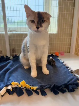 Sweet Pea (Medical Hold for dental)
