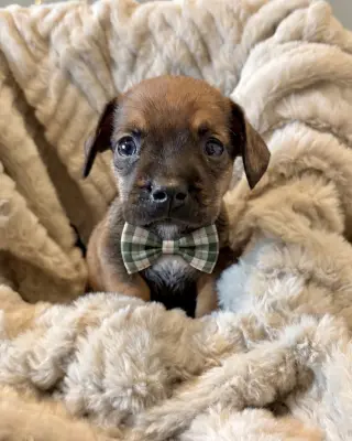 Pretzel