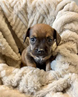 Pretzel