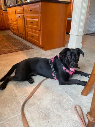 Bonnie