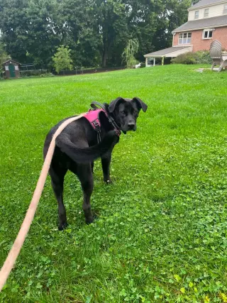 Bonnie