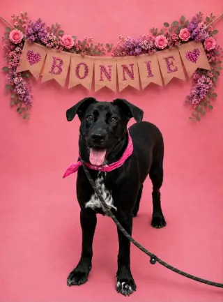 Bonnie