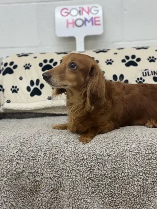Pebbles