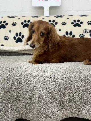 Pebbles