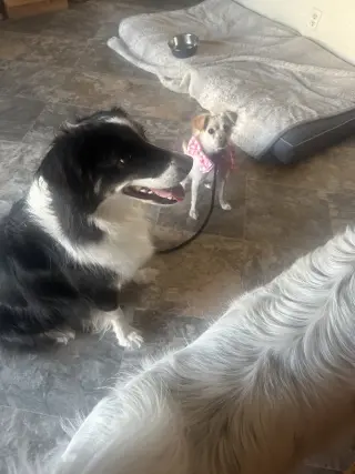 Belle Bella
