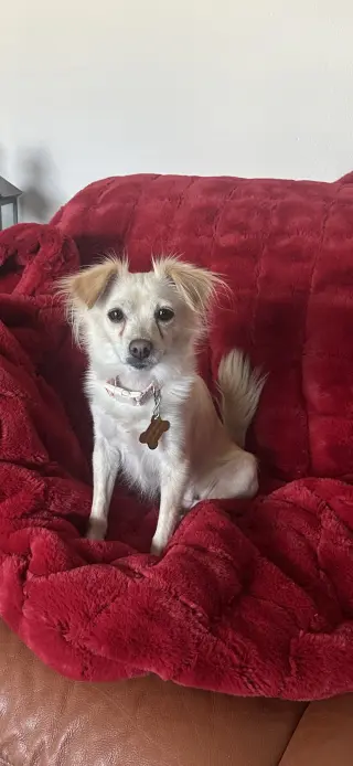 Belle Bella