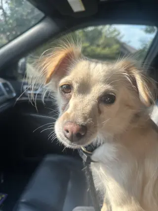 Belle Bella