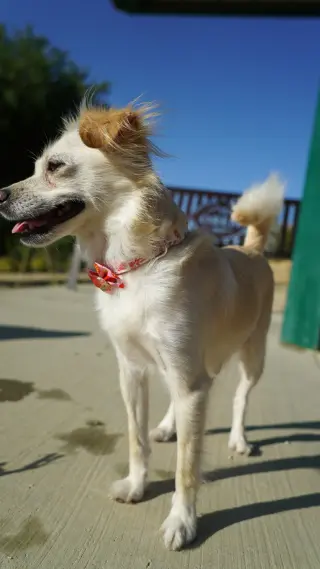 Belle Bella