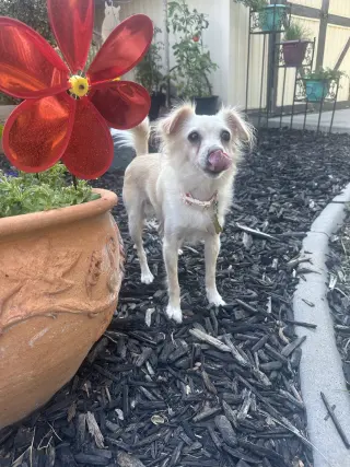 Belle Bella