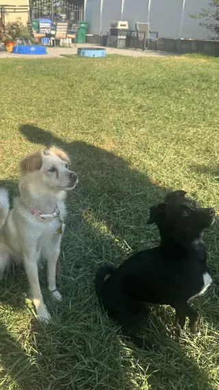 Belle Bella