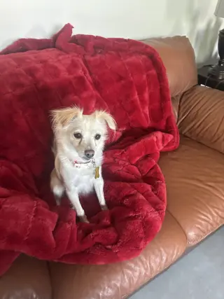 Belle Bella