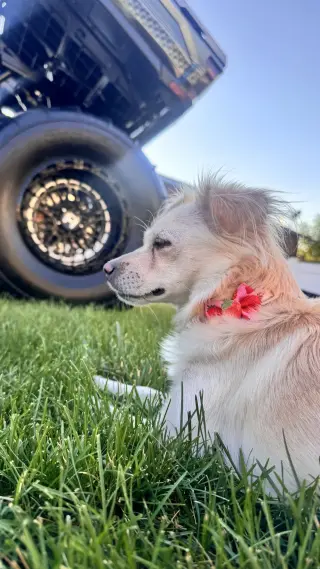 Belle Bella