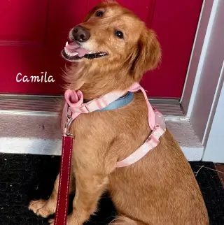 Camila 1530