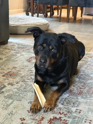 Diesel