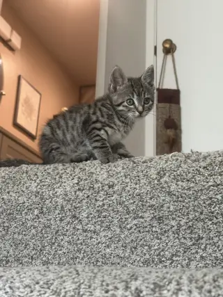 Larry Lasagna bonded w/Clove